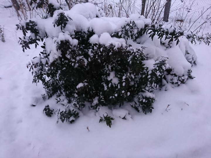 snow