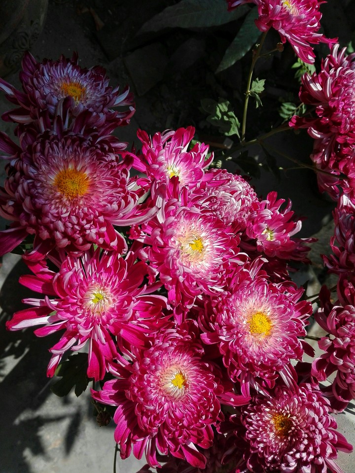 pink