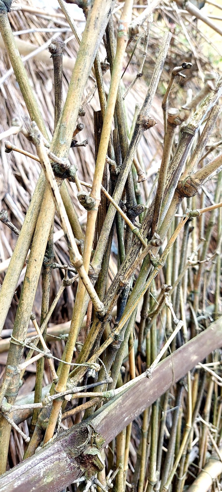 bamboo
