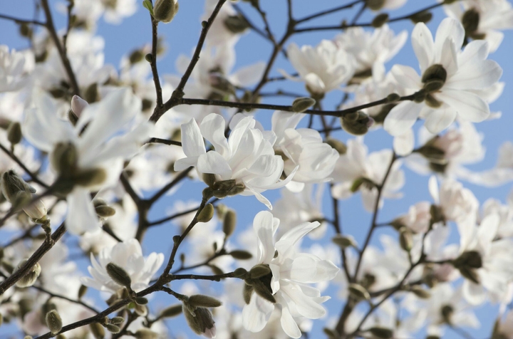 Das Leben ist so schön wie Blumen