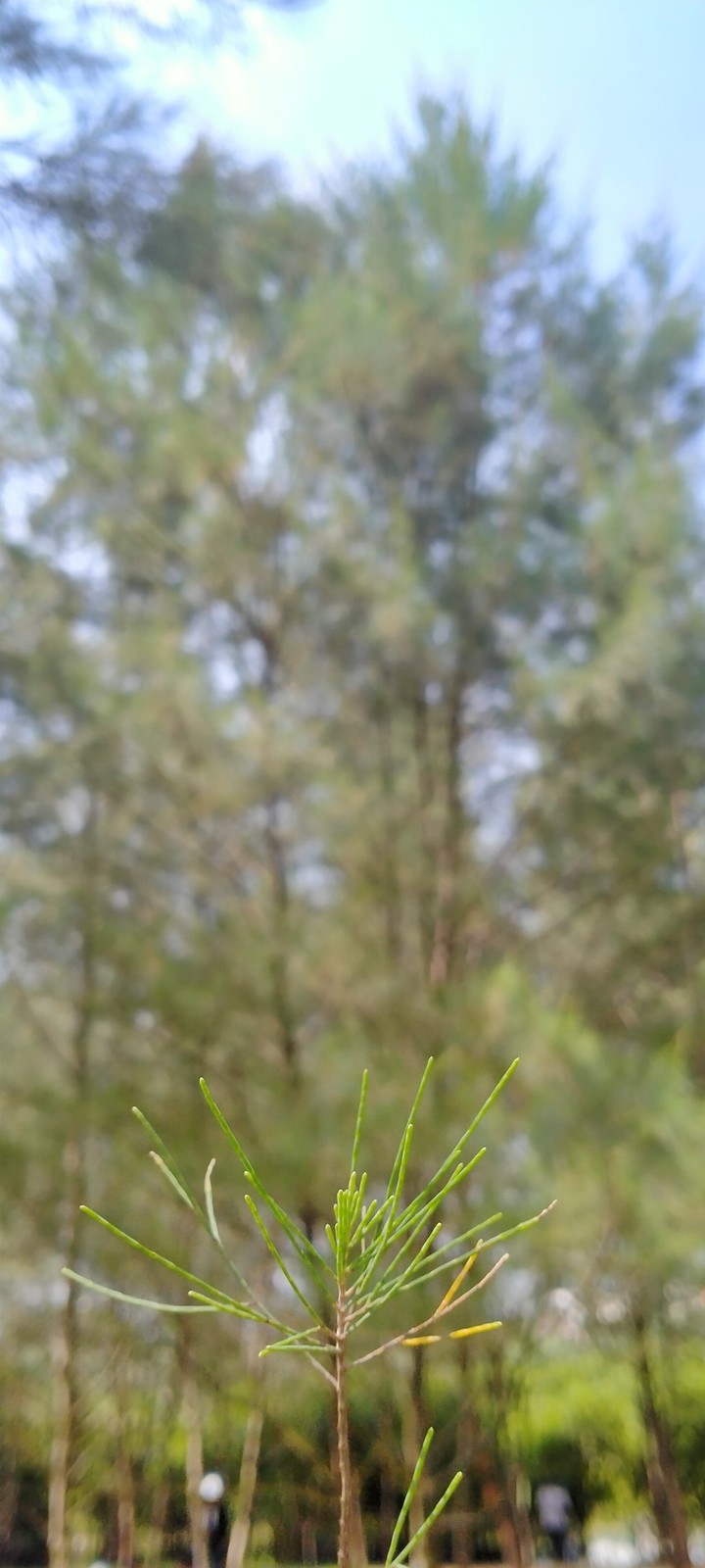 pine leaf