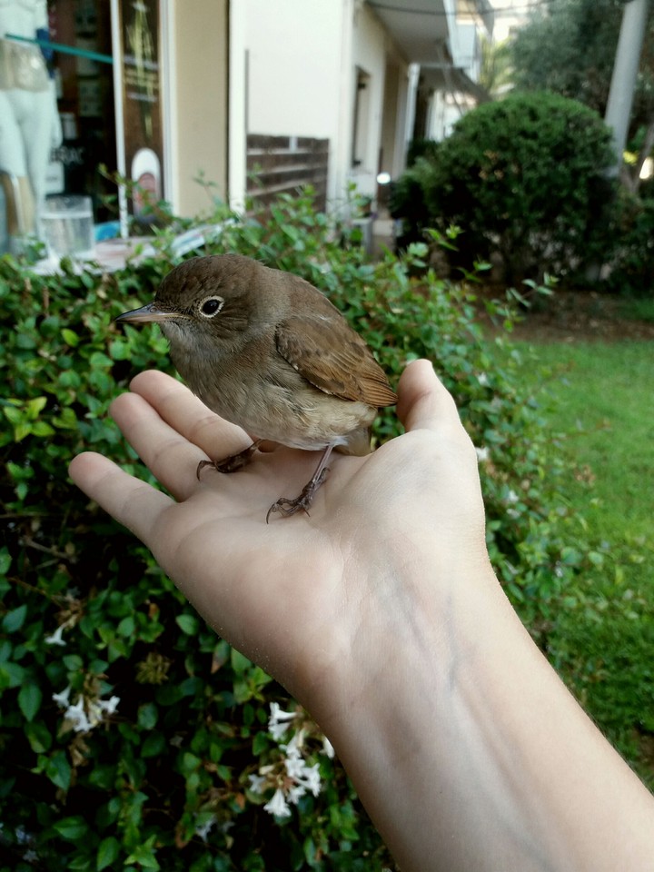 Prunella modularis
