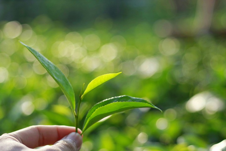 Green Tea