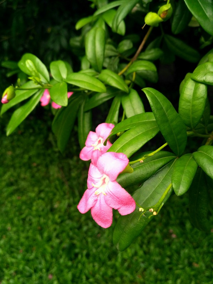 LOVE OF NATURE
