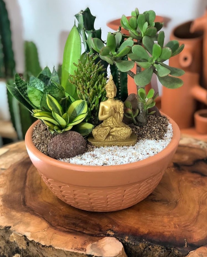 plants
