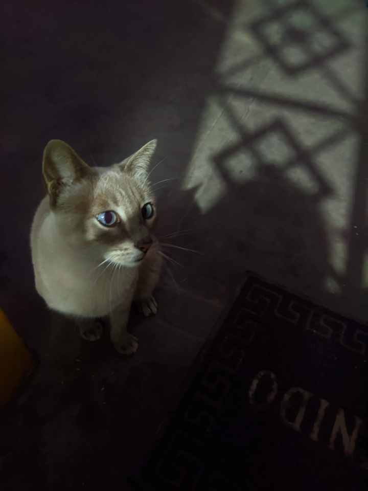 gato
