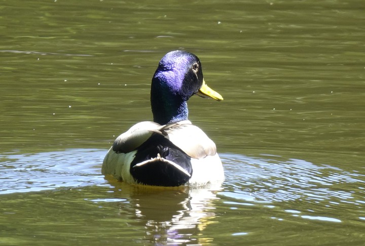 Duck