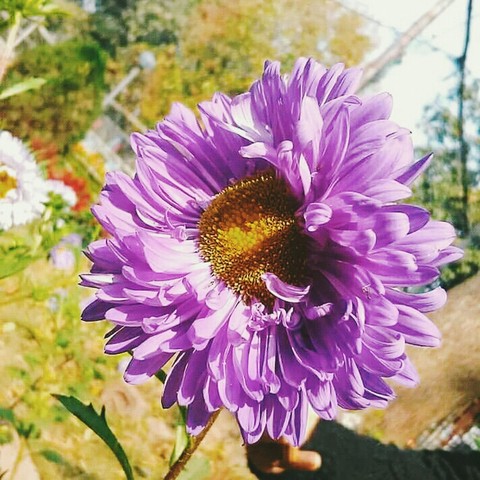 #botany