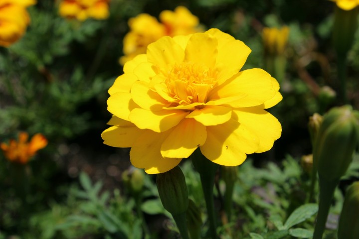 yellow beauty