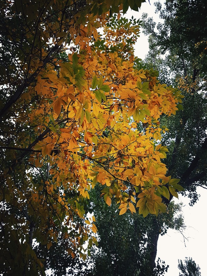Fall is coming