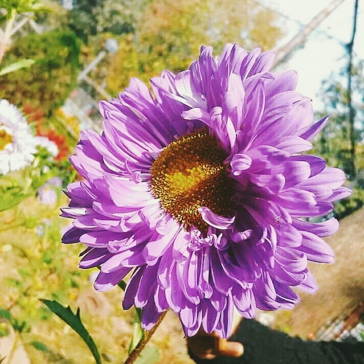#botany