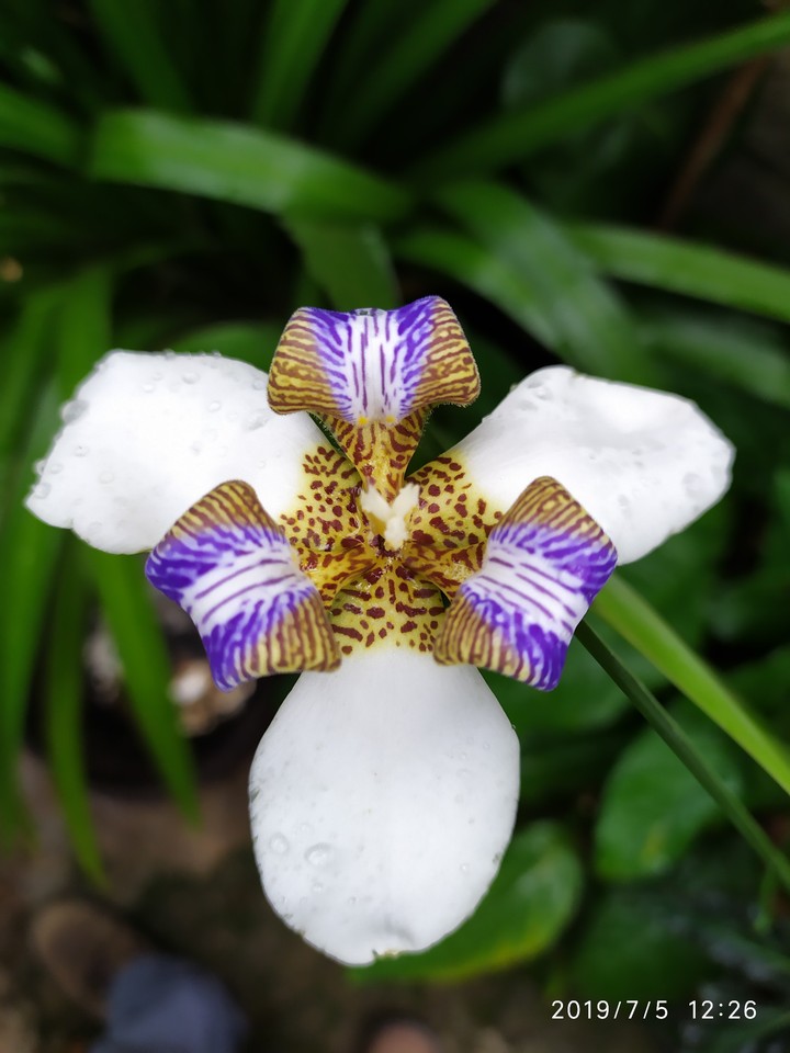 flores da mariola
