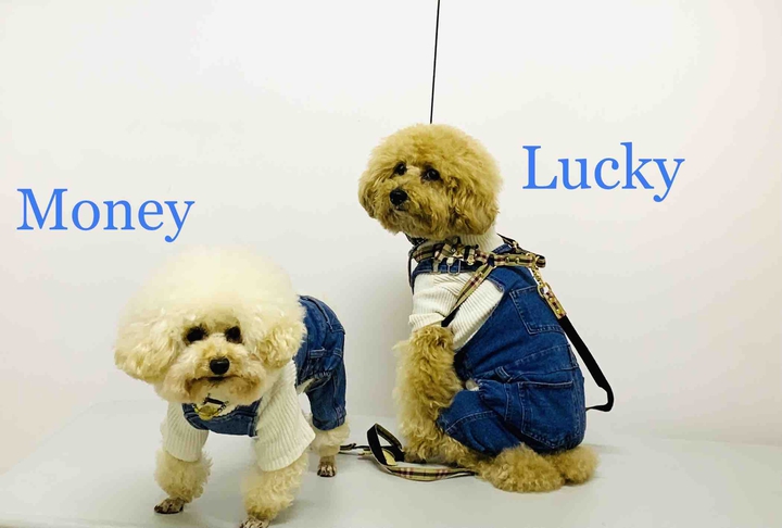 Lucky & Money