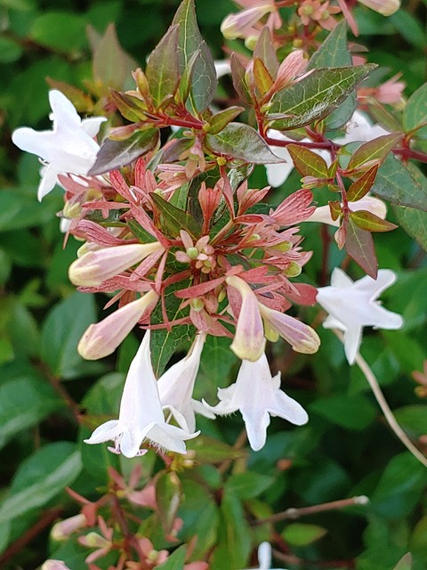 shrub, abelia壁紙