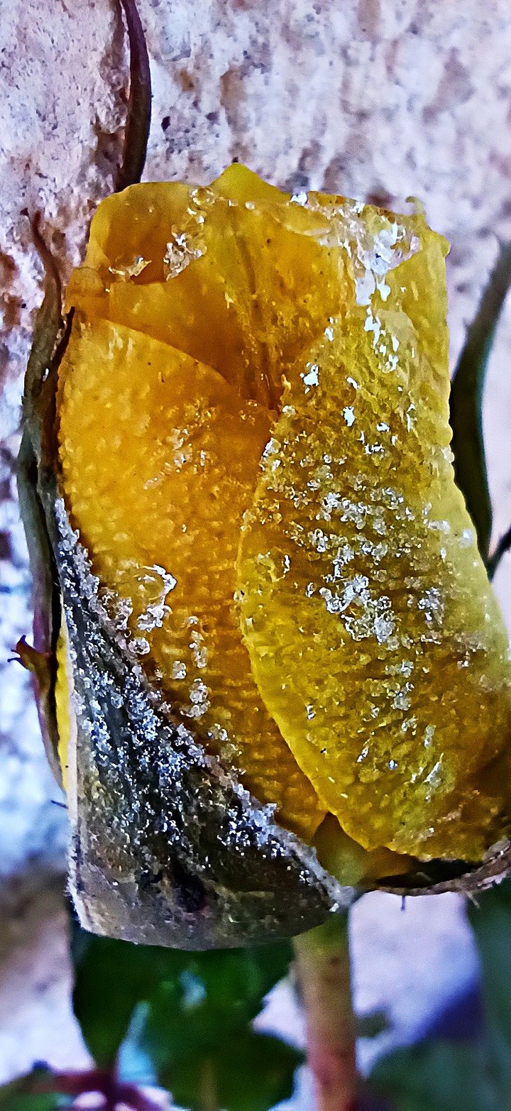 yellow roses frozen