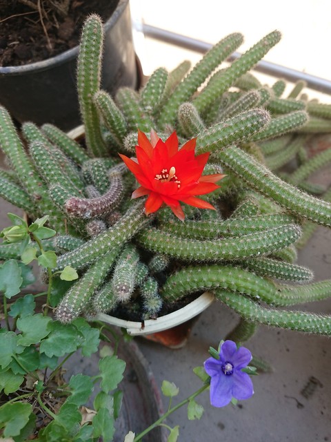rosso