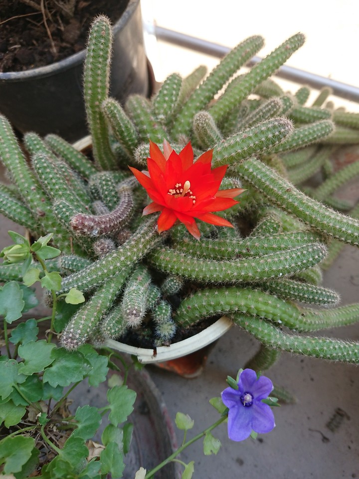 rosso