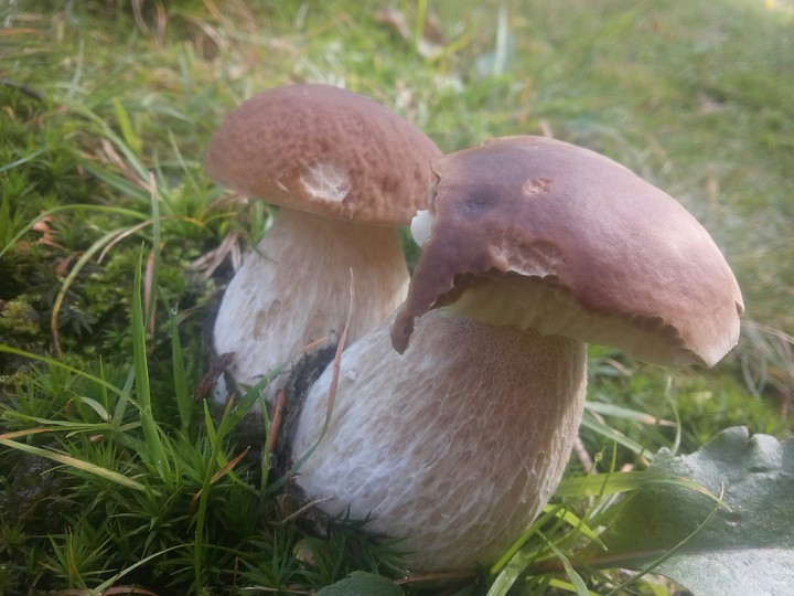 Mushrooms
