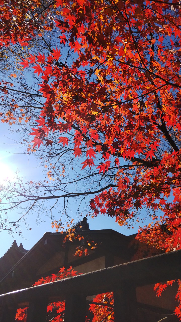 Autumn leaves