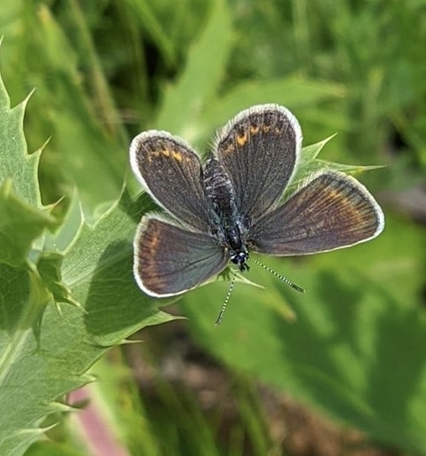 butterfly, arthropod achtergronden