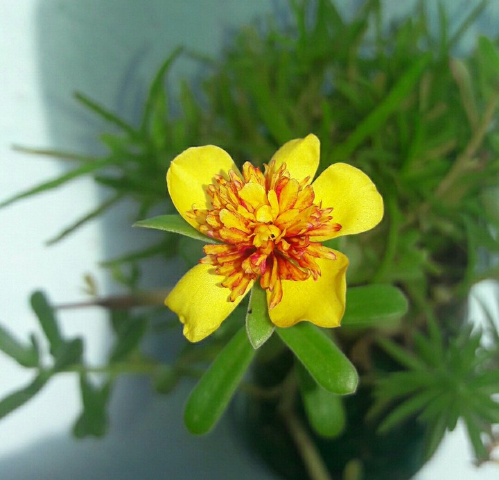 flower