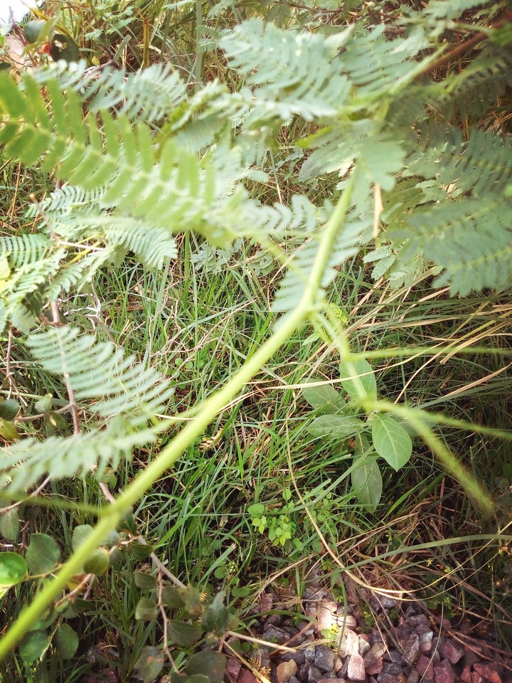 nature of love