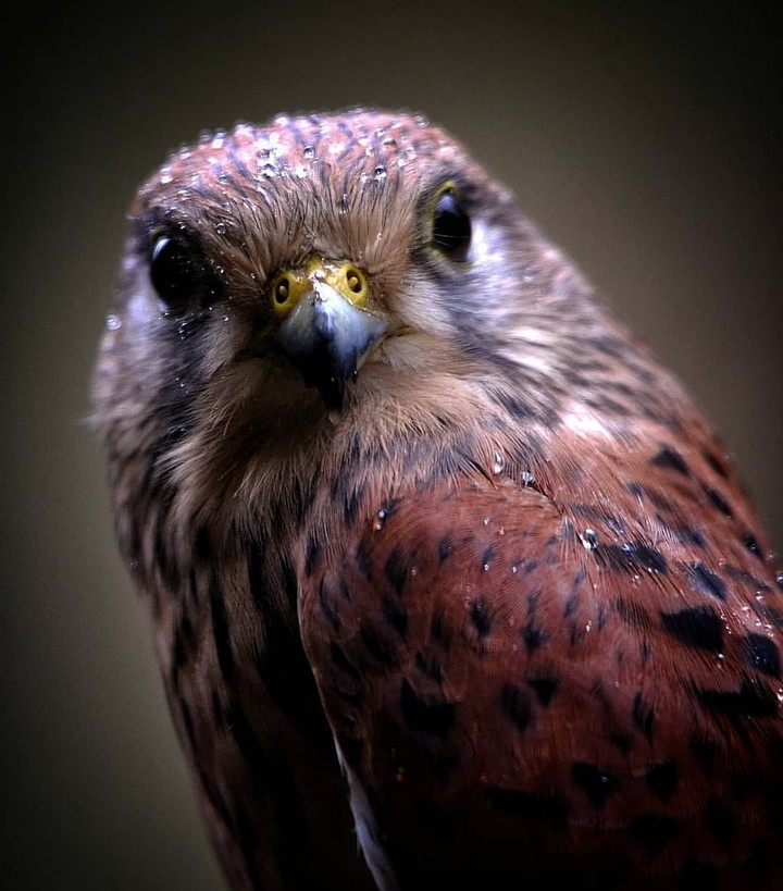 Bird of prey