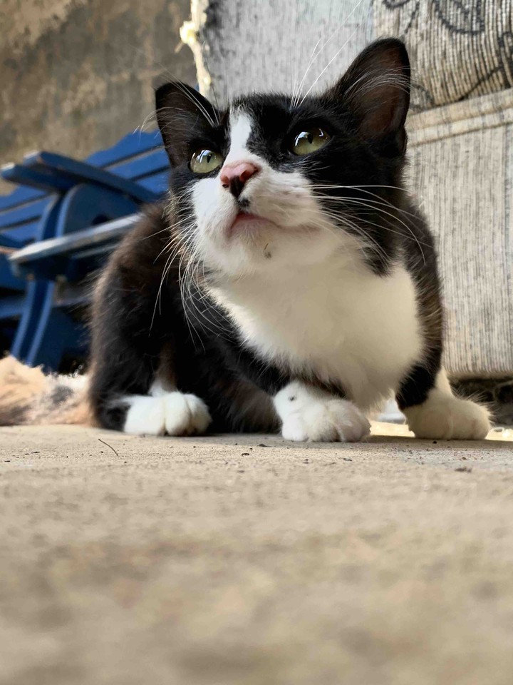 cat