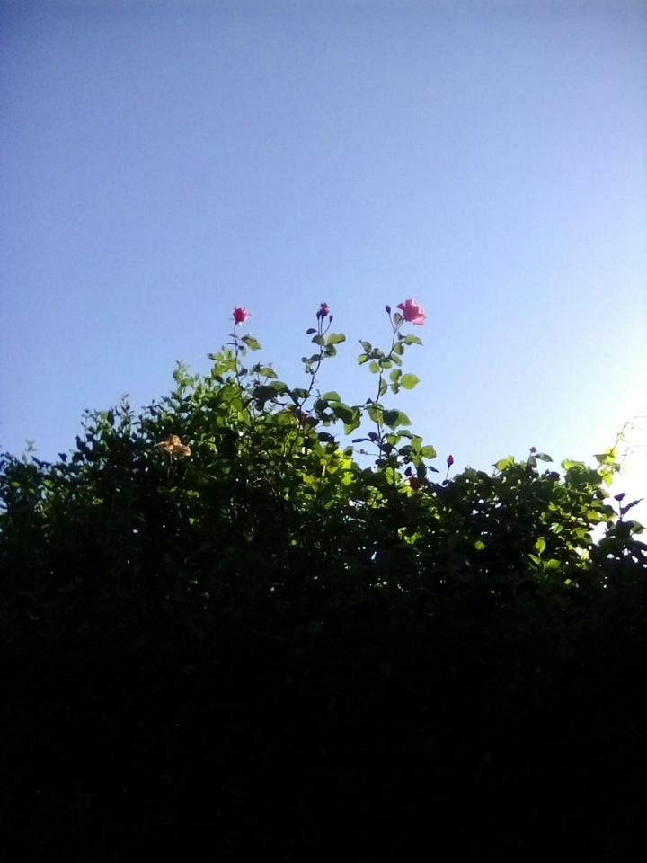 A beautiful rose that stretched in my garden