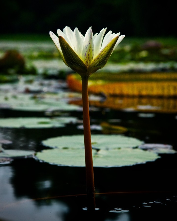 연못의 꽃