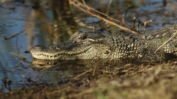 crocodil