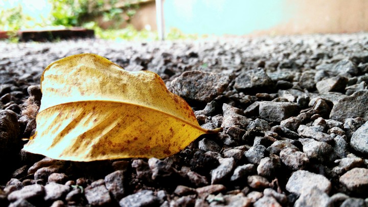 leaf
