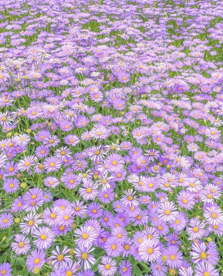 ⚘️
