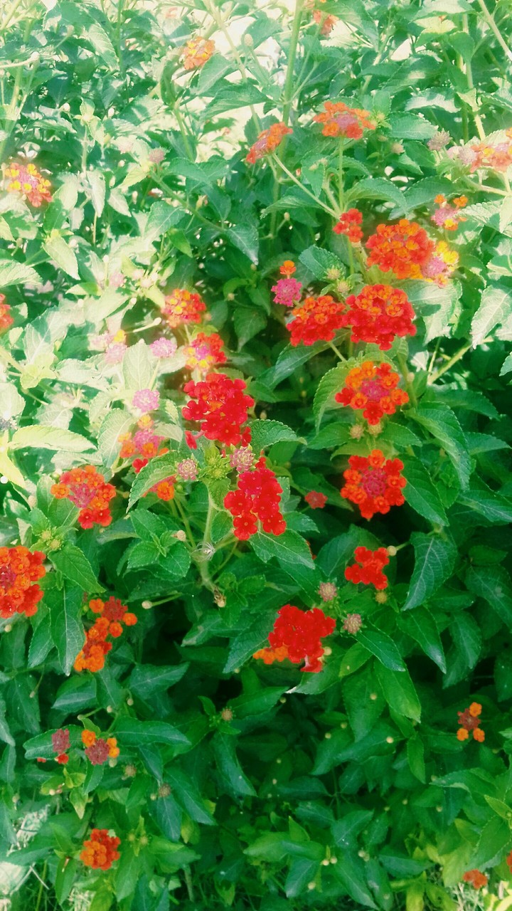 flowers