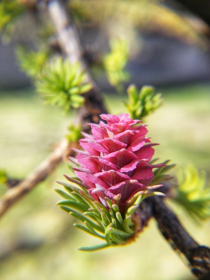 pink flower