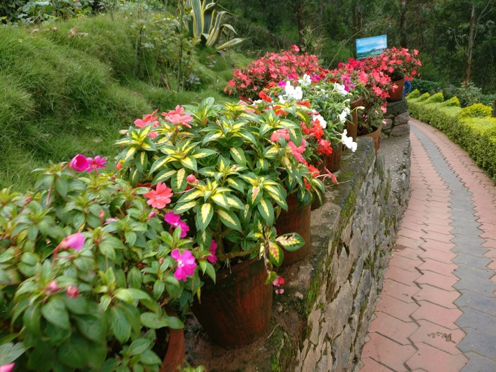 flower