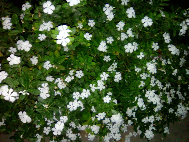 White flowers