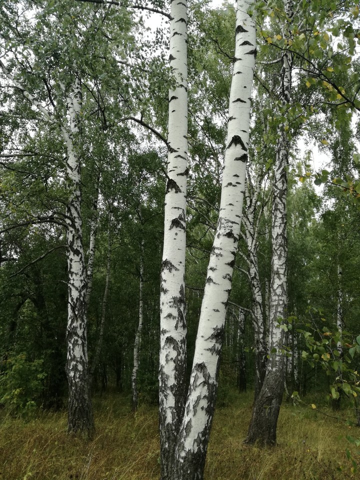 Осенний лес