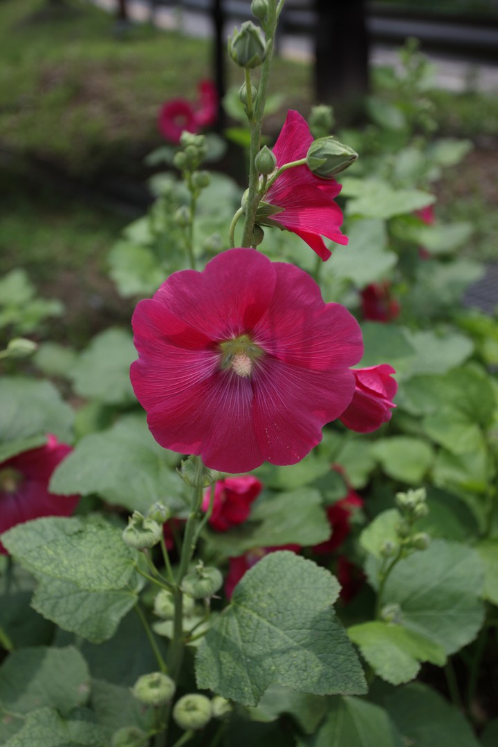 Plant