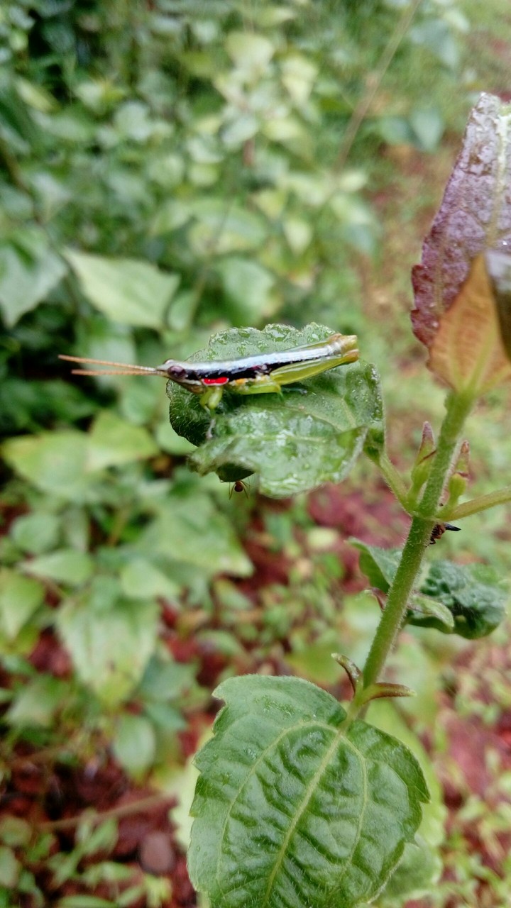 Mobile photography