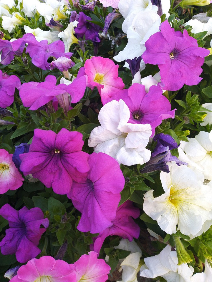Flora