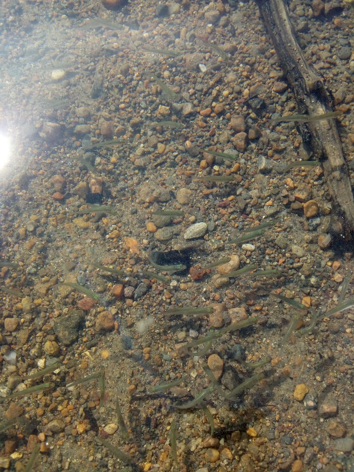 Small fish in the water