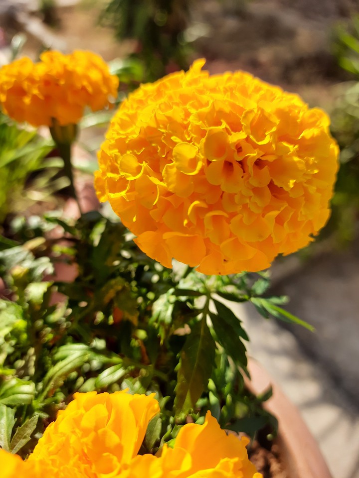 love yellow