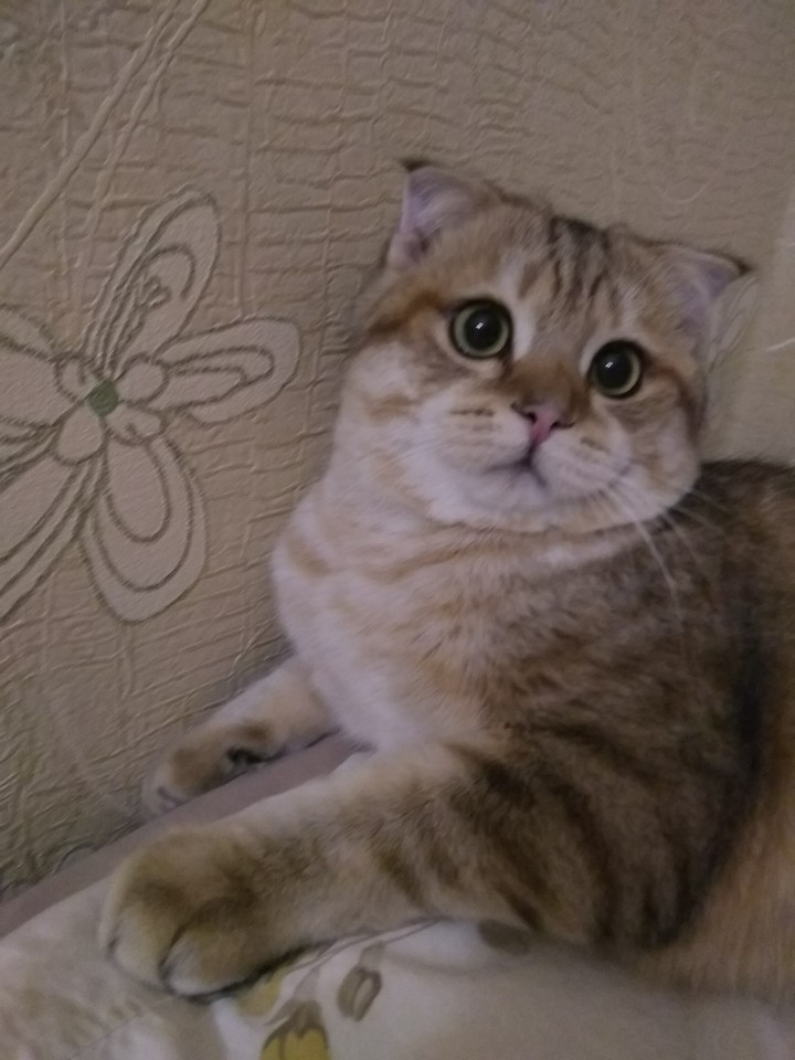 Селим