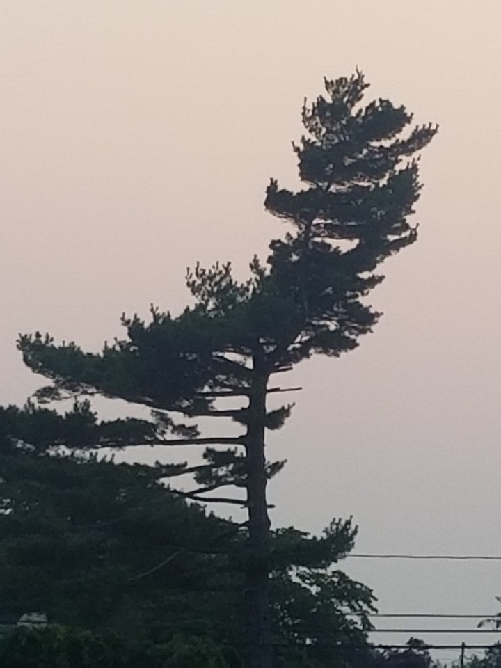 Crescent Tree