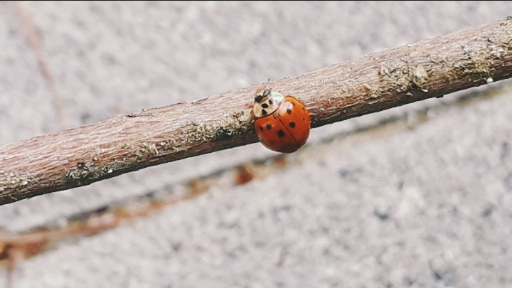 무당이