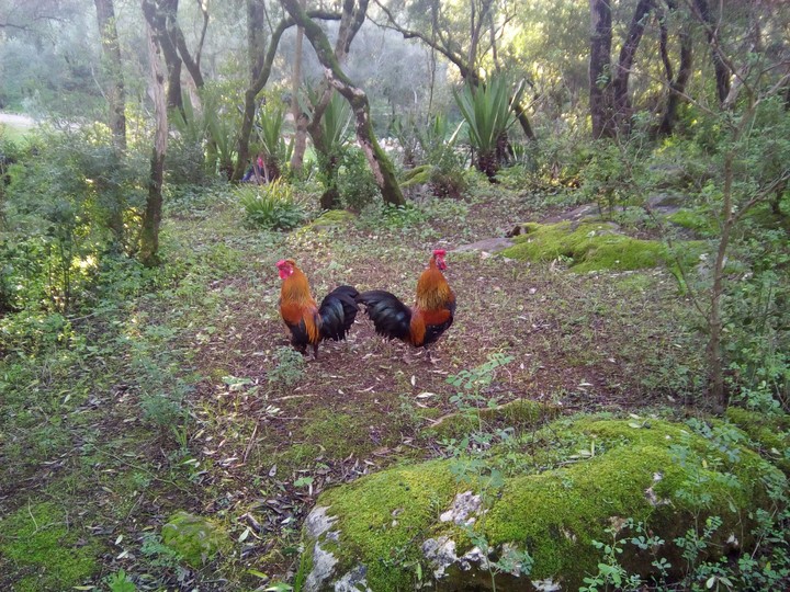 2 rooster in the Nature
