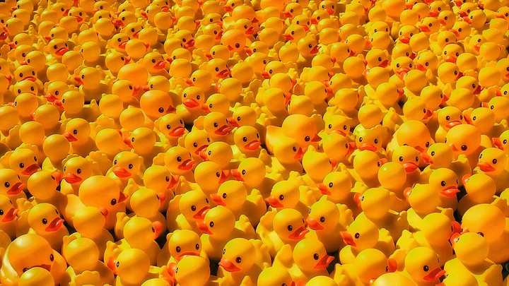 Duck