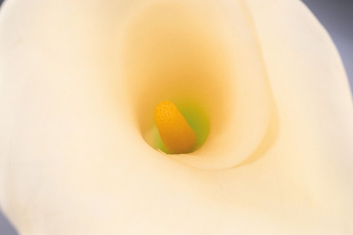 Beautiful Flowers