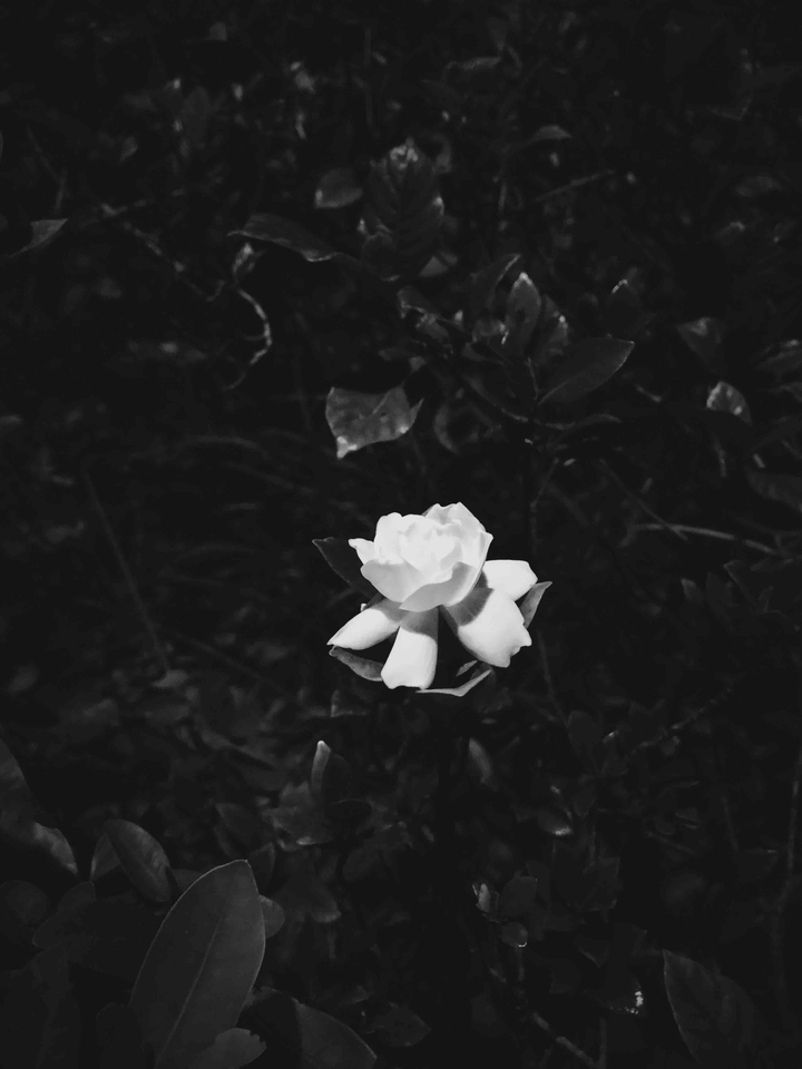 jasmine